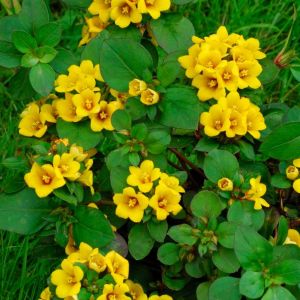 Lysimachia congestiflora ‘Outback Sunset’ – Dense-flowers Loosestrife ‘Outback Sunset’ – Loosestrife – get a quote