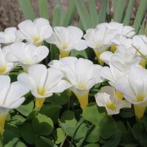 Oxalis purpurea – Oxalis variabilis – Shamrock – Wood-sorrel – get a quote