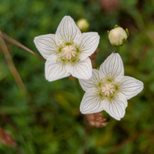 Parnassia palustris – Bog Star – Grass of Parnassus – get a quote