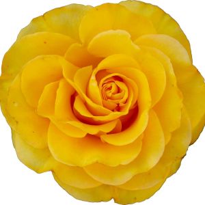 Rosa x harisonii ‘Harison’s Yellow’ – Rose ‘William’s Double Yellow’ – Rose ‘Harisonii’ – Rose ‘Harison’s Yellow’ – get a quote