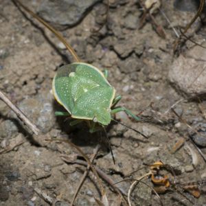 Green Stink Bug – Acrosternum hilare get a quote