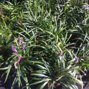 Liriope muscari – Liriope graminifolia var. densifllora – Liriope platyphylla – Big Blue Lilyturf – Lilyturf – get a quote