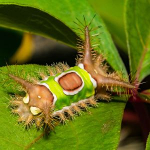 Saddleback Caterpillar – Sibine stimulea get a quote