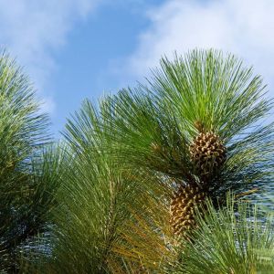 Pinus coulteri – Bid-cone Pine – Coulter Pine – Pine – get a quote