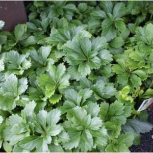Pachysandra terminalis – Japanese spurge – get a quote