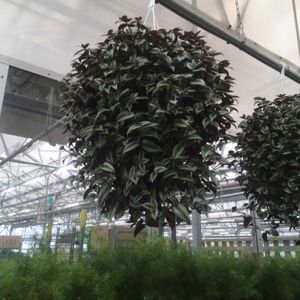Tradescantia – Wondering jew plant –  Rhoeo – Setcreasea- Zebrina – Spiderwort get a quote