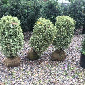 Buxus sempervirens ‘Marginata’ – Buxus sempervirens ‘Aureomarginata’- Common Boxwood – European Box – Box – Boxwood – get a quote