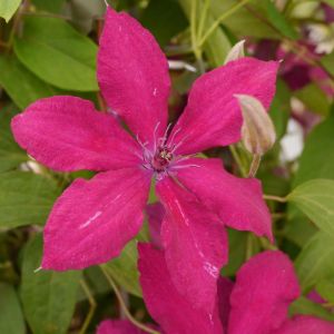 Clematis ‘Ruutel’ get a quote