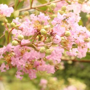 Lagerstroemia subcostata – Crape Myrtle – Crepe Myrtle – get a quote