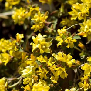 Lysimachia congestiflora – Dense-flowers Loosestrife – Loosestrife – get a quote