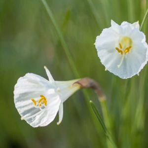 Narcissus cantabricus – White Hoop-petticoat Daffodil – Daffodil get a quote