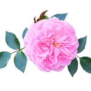 Rosa ‘Mme. Ernst Calvat’ – Rose ‘Mme. Ernst Calvat’ get a quote