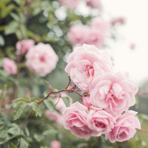 Buy Tea and Climbing Tea Roses Plants