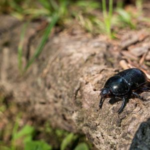 Mountain Pine Beetle – Dendroctonus ponderosae get a quote