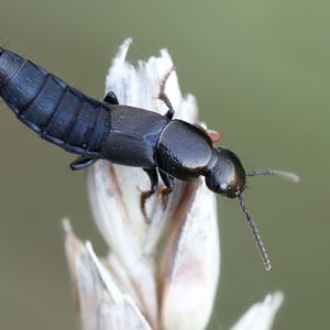 Rove Beetles – Staphylinidae get a quote