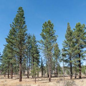 Pinus ponderosa – Ponderosa Pine – Western Yellow Pine – Pine – get a quote