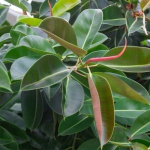 Ficus elastica India Rubber Fig – Medium – Rubber Plant Ficus -green – get a quote