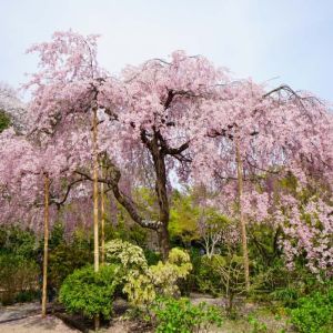 Prunus – Pink Weeping Cherry –  Prunus sub. ‘Pendula’ get a quote