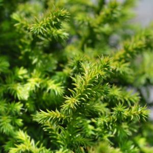 Cryptomeria japonica ‘Vilmoriniana’ – Japanese Cedar – Sugi – get a quote