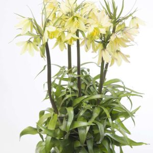 Fritillaria raddeana – Fritillary – get a quote