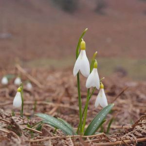 Galanthus caucasicus of gardens – Snowdrop – get a quote