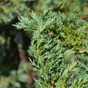 Juniperus x media ‘Pfitzeriana’ – Juniperus x pfitzeriana – Sabina – Juniper get a quote