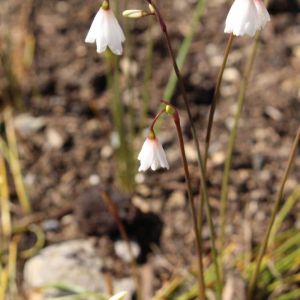 Leucojum autumnale – Autumn Snowflake – Snowflake – get a quote