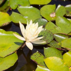 Nymphaea ‘Charlene Strawn’ – Waterlily – get a quote