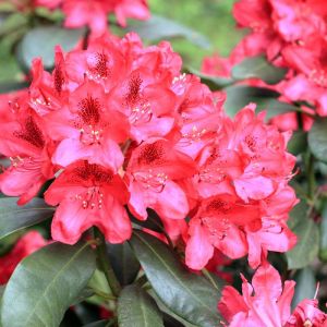 Rhododendron ‘May Day’ – Azaleas – get a quote