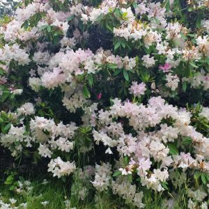 Rhododendron ‘Pink Pearl’ – Azaleas – get a quote