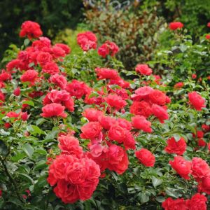 Rosa ‘Flower Carpet’ – Rose ‘Heidetraum’ – Rose ‘Flower Carpet’ – Rosa ‘Heidetraum’ get a quote