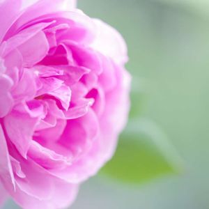 Rosa ‘Reine Victoria’ – Rose ‘La Reine Victoria’ – get a quote