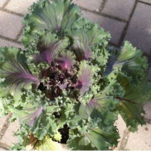 Ornamentale cabbage – Flowering cabbages get a quote