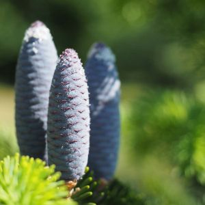 Abies pindrow – West Himalaya Fir  – get a quote