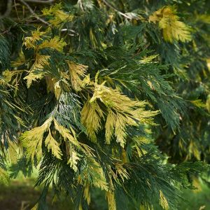 Calocedrus decurrens ‘Aurevariegata’ – Heyderica decurrens ‘Aurevariegata’ – Libocedurs decurrens ‘Aurevariegata’ – Incense Cedar – get a quote