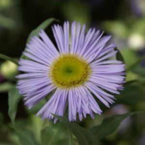 Erigeron p. ‘Prosperity’ – Fleabane – get a quote