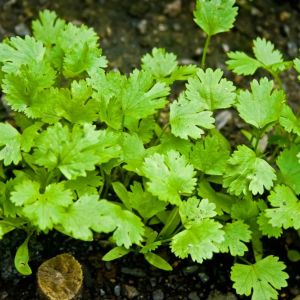 Cilantro – Coriandrum sativum – Coriander – herb get a quote