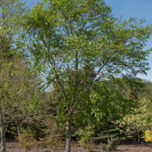 Betula alleghaniensis – Betula lutea – Yellow Birch get a quote