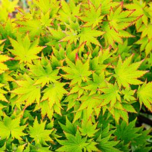 Acer sieboldianum ‘ Maple get a quote