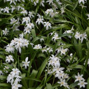 Chionodoxa forbesii ‘Alba’ – Chionodoxa luciliae of gardens – Chionodoxa sichei ‘Alba’ – Chionodoxa tmolusi ‘Alba’ – Glory of the Snow – get a quote