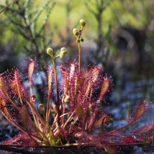 Drosera intermedia – Love Nest Sundew – Sundew – Daily Dew – get a quote