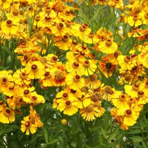 Helenium ‘Bressingham Gold’ – Sneezeweed – Helen”s Flower – get a quote