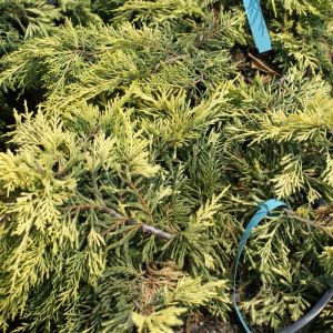 Juniperus chinensis ‘Gold Lace’ – Chinese Juniper – Sabina – Juniper get a quote