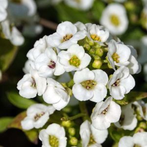 Lobularia maritima ‘Snow Crystals’ – Alyssum maritimum – Sweet Alyssum – get a quote