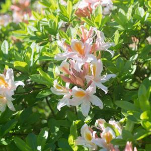 Rhododendron ‘Irene Koster’ – Azaleas – get a quote