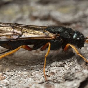 Sirex Woodwasp – Sirex noctilio get a quote