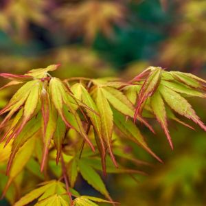 Acer palmatum ‘Katsura’ – Japanese Maple – Maple – get a quote