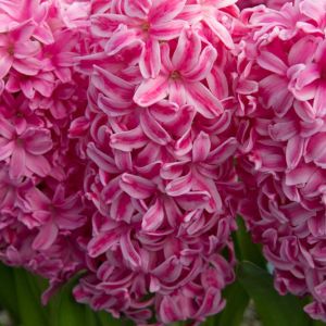 Hyacinthus ‘Ibis’ –  Hyacinth – bulbs get a quote