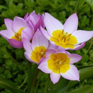 Tulipa ‘Bakeri Lilac Wonder’ – Tulip ‘Bakeri Lilac Wonder’ – Bulbs get a quote