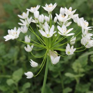 Allium subhirsutum – Onion get a quote